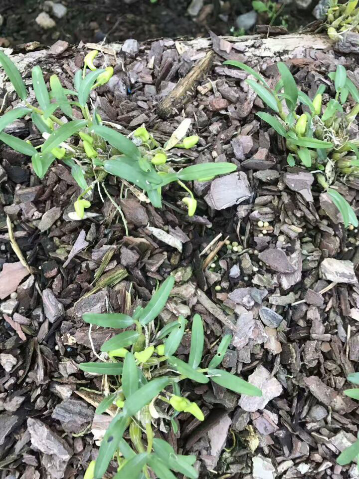 徽皇草基地正宗霍山米斛