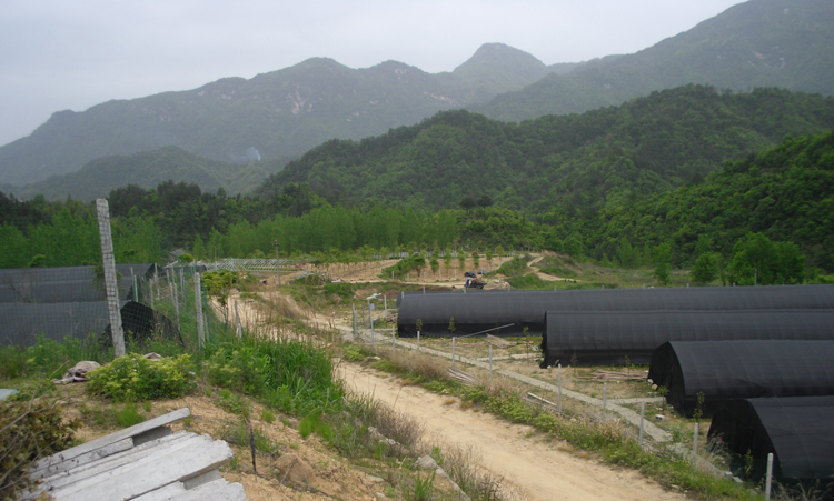 徽皇草霍山石斛基地